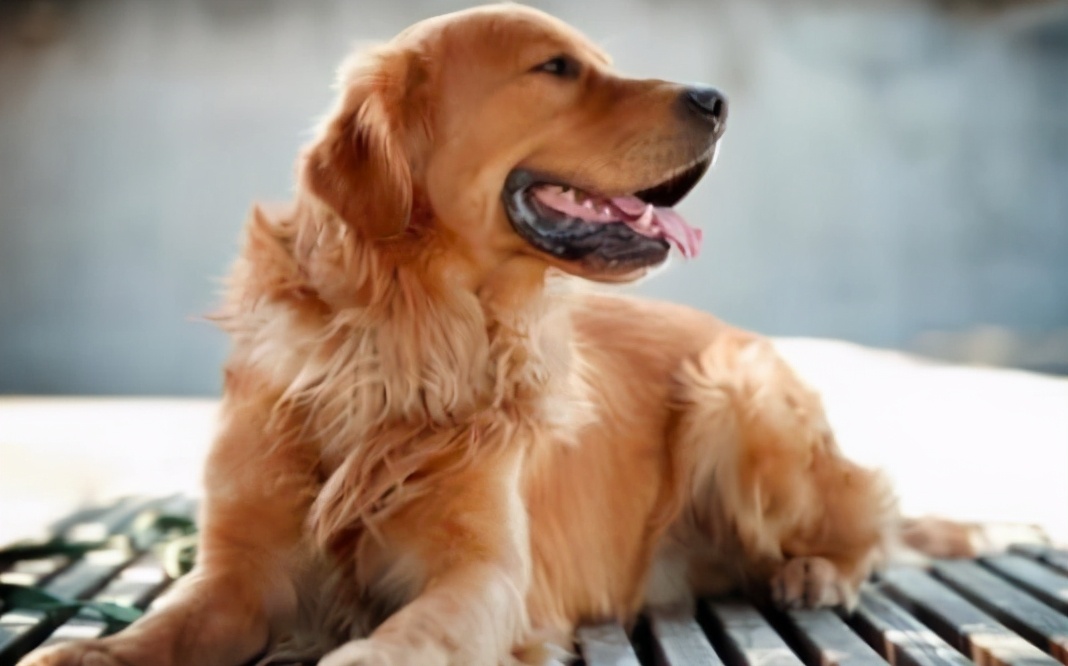 拉布拉多犬和金毛犬养哪个比较好,拉布拉多和金毛犬到底该养哪个