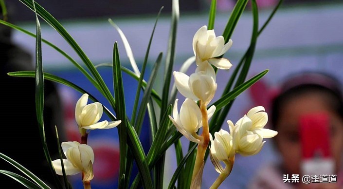 东方神秘玄学有哪些,神秘的东方周易