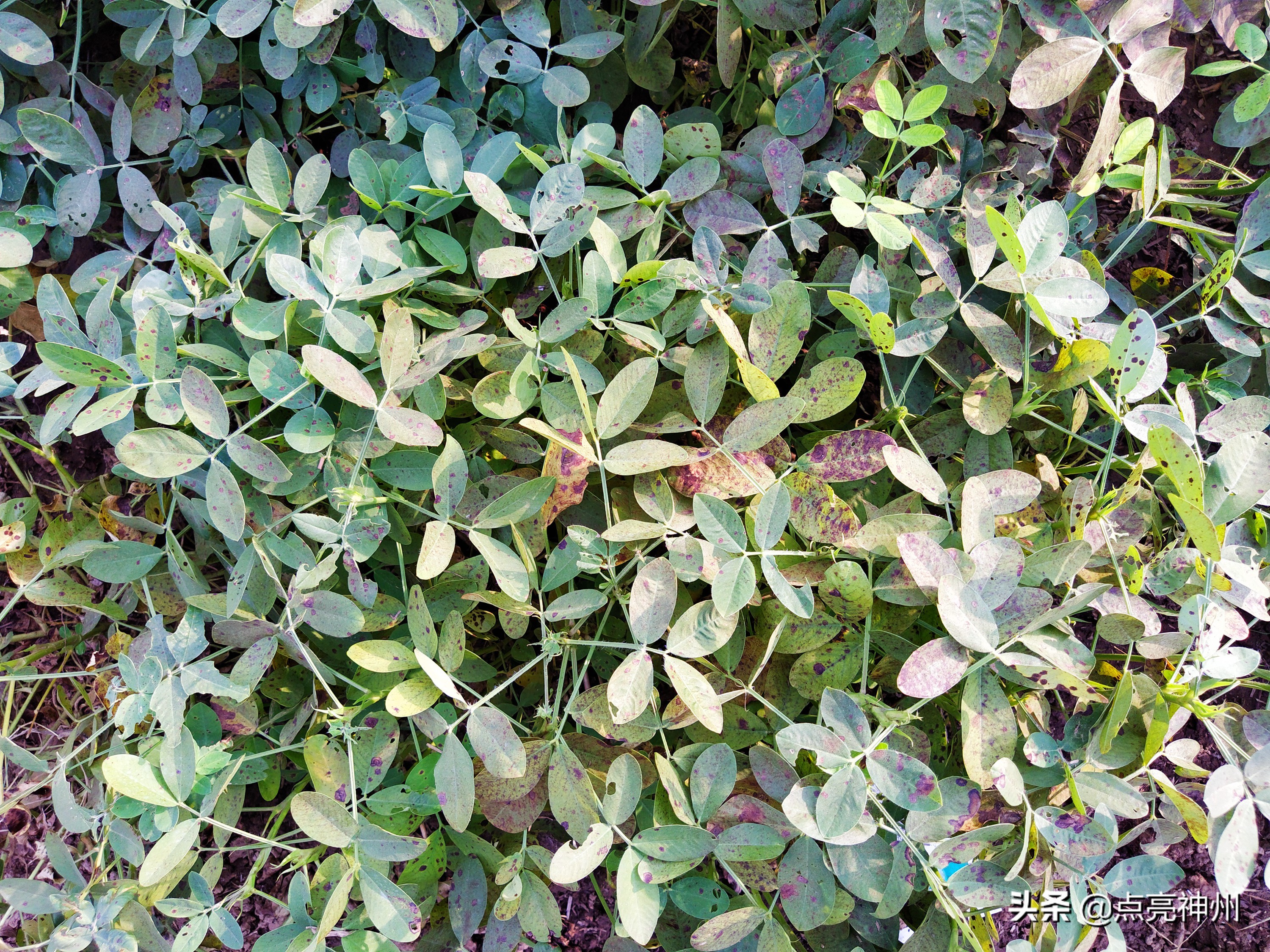 农村收花生的辛苦,下乡收花生挣钱吗