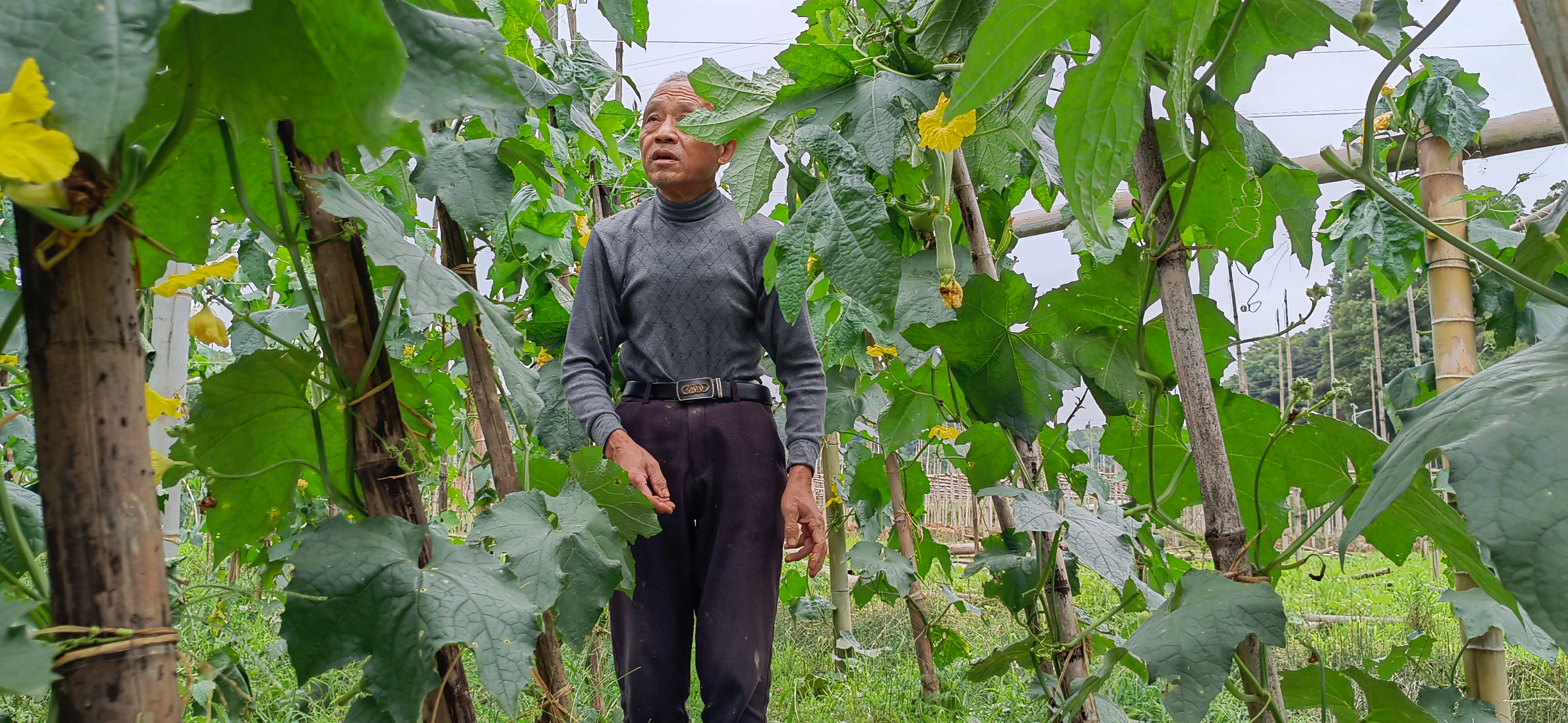 白关丝瓜基地投资每百亩多少钱,白关丝瓜特征特性