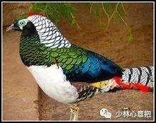 动物中药功效大全,中药药材大全及功效