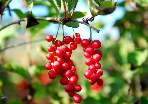 长白山龙合源特产严选,长白山特产前十名排行