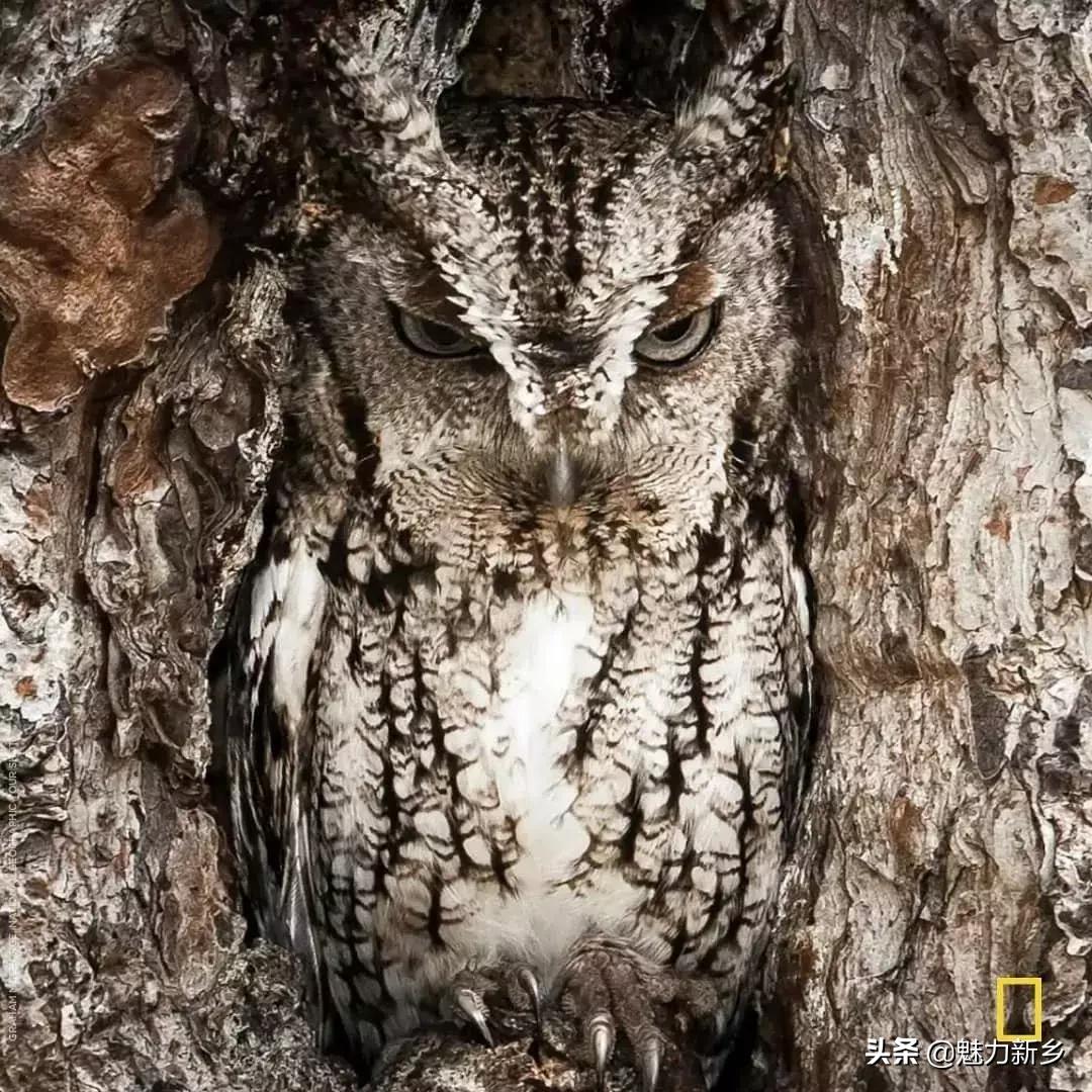 美国国家地理杂志2020摄影作品,美国国家地理杂志摄影展