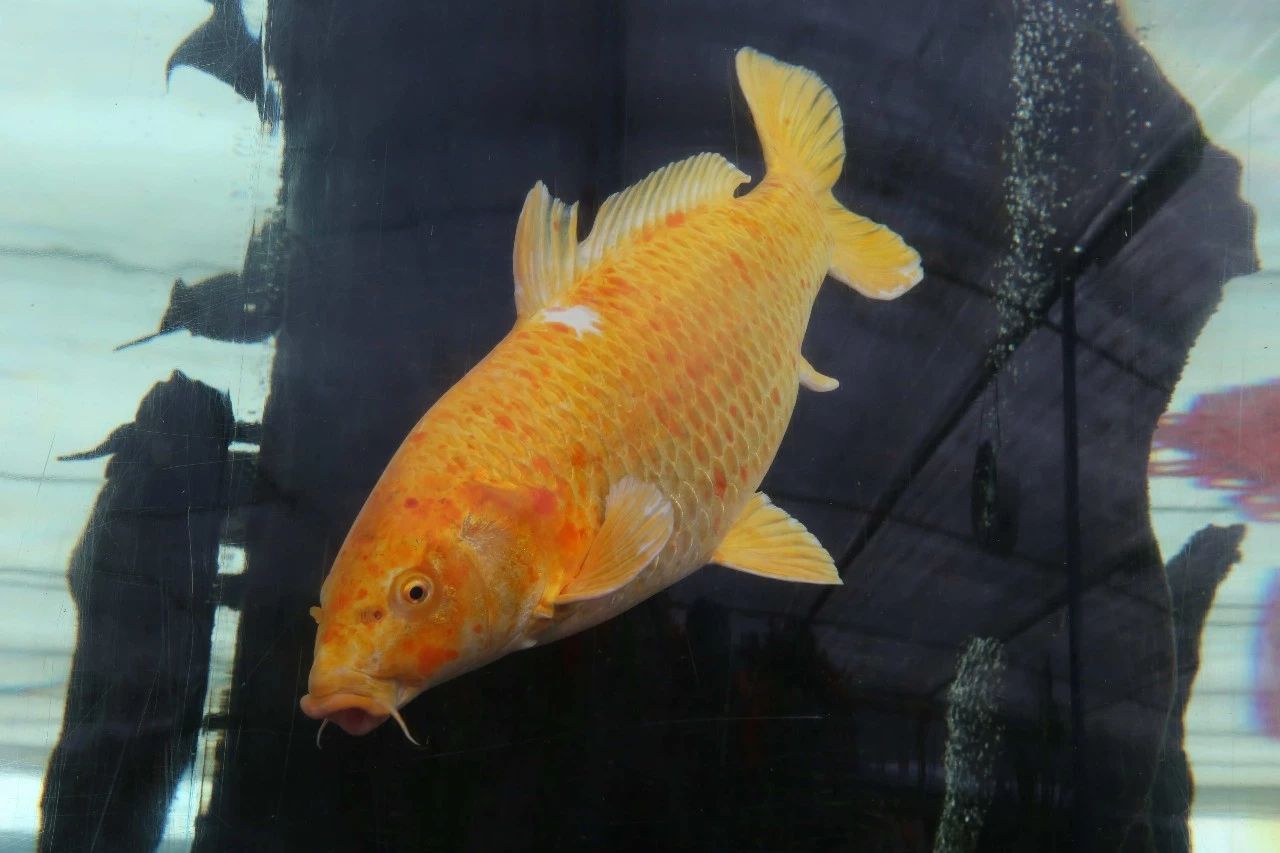 玩转第十八届长春农博会,2019长春冬季农博会票价