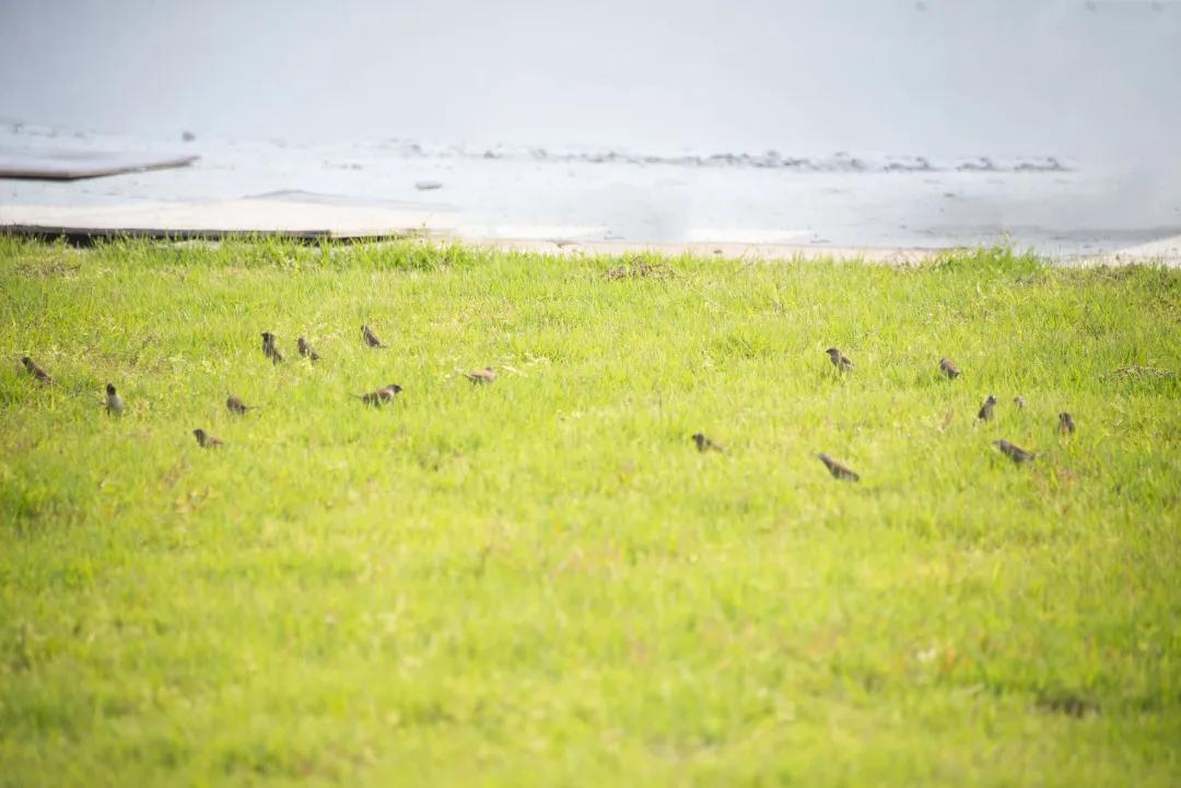 你们不在，我替你们好好逛携创的新足球场，喵~
