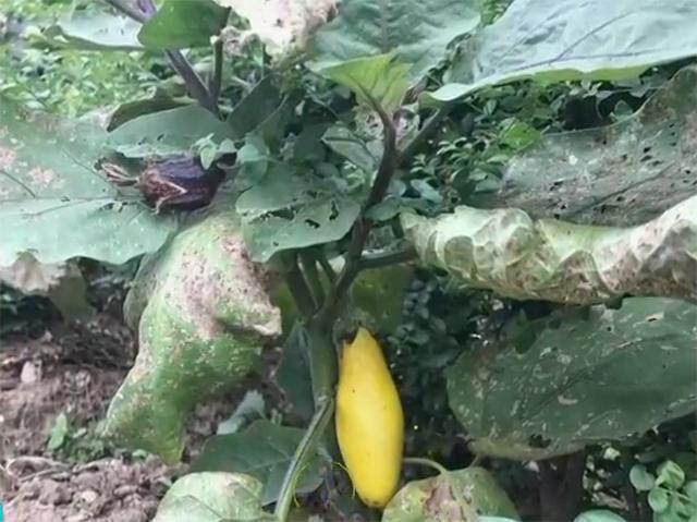 挑选茄子的方法看形状 (怎么挑茄子最准)