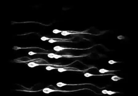 真不是骗你：你赢了所有精子？错！