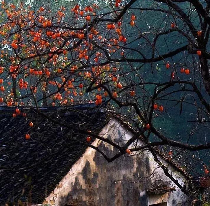 柿子熟了美文赏析,柿子熟了美图100张