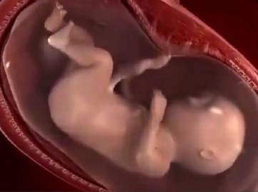 超高清胎儿,超详细的各阶段胎儿发育图