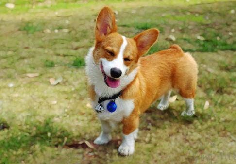 柯基的优点和缺点,柯基狗有什么优点吗