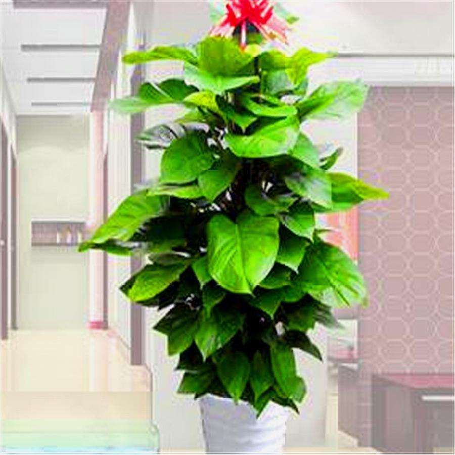 绿萝大叶子和小叶子,大叶绿萝叶子稀少