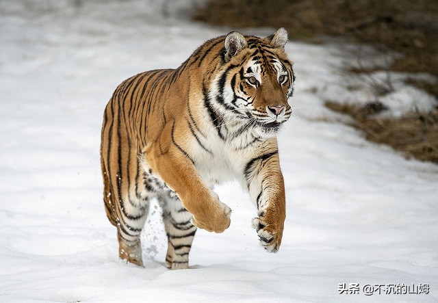有很多国家都有中国的熊猫英文,哪些国家有中国的熊猫