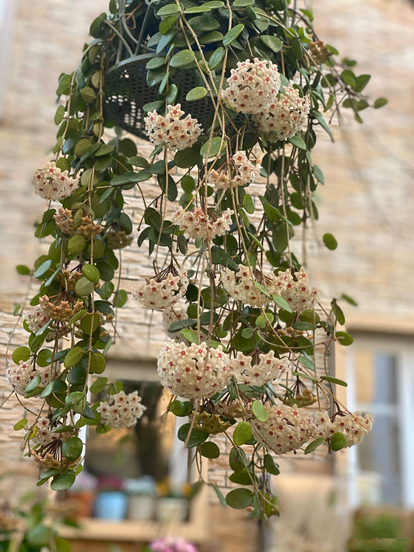 十种养不死有香味的花的室内绿植,四季常开花的室内绿植品种
