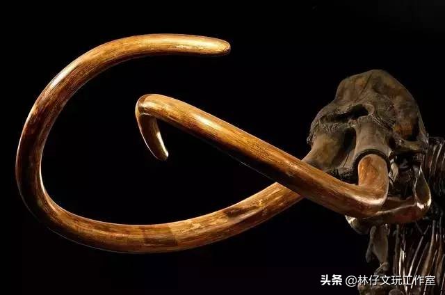 1500左右的猛犸象牙是真的么 (猛犸象牙是否适合收藏)