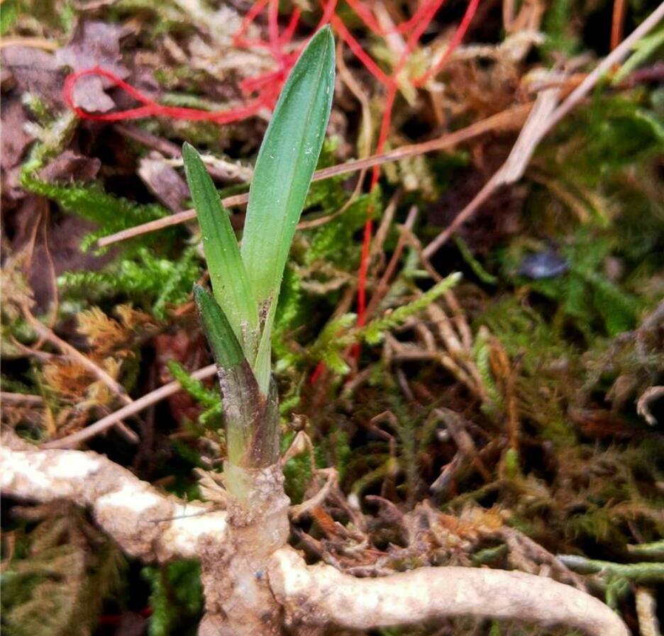 兰花龙根，另类的“赌石”，花上千去赌草，你愿意吗？