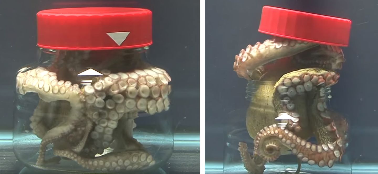 章鱼是外星人后裔？困扰进化论多年，8亿年前就走上了智商捷径