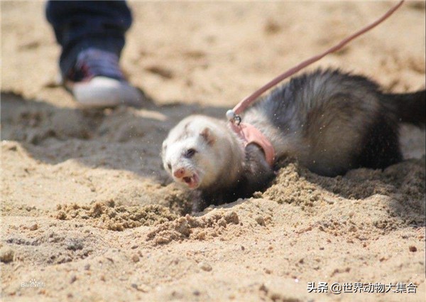 养安格鲁貂需要什么,养安格鲁貂