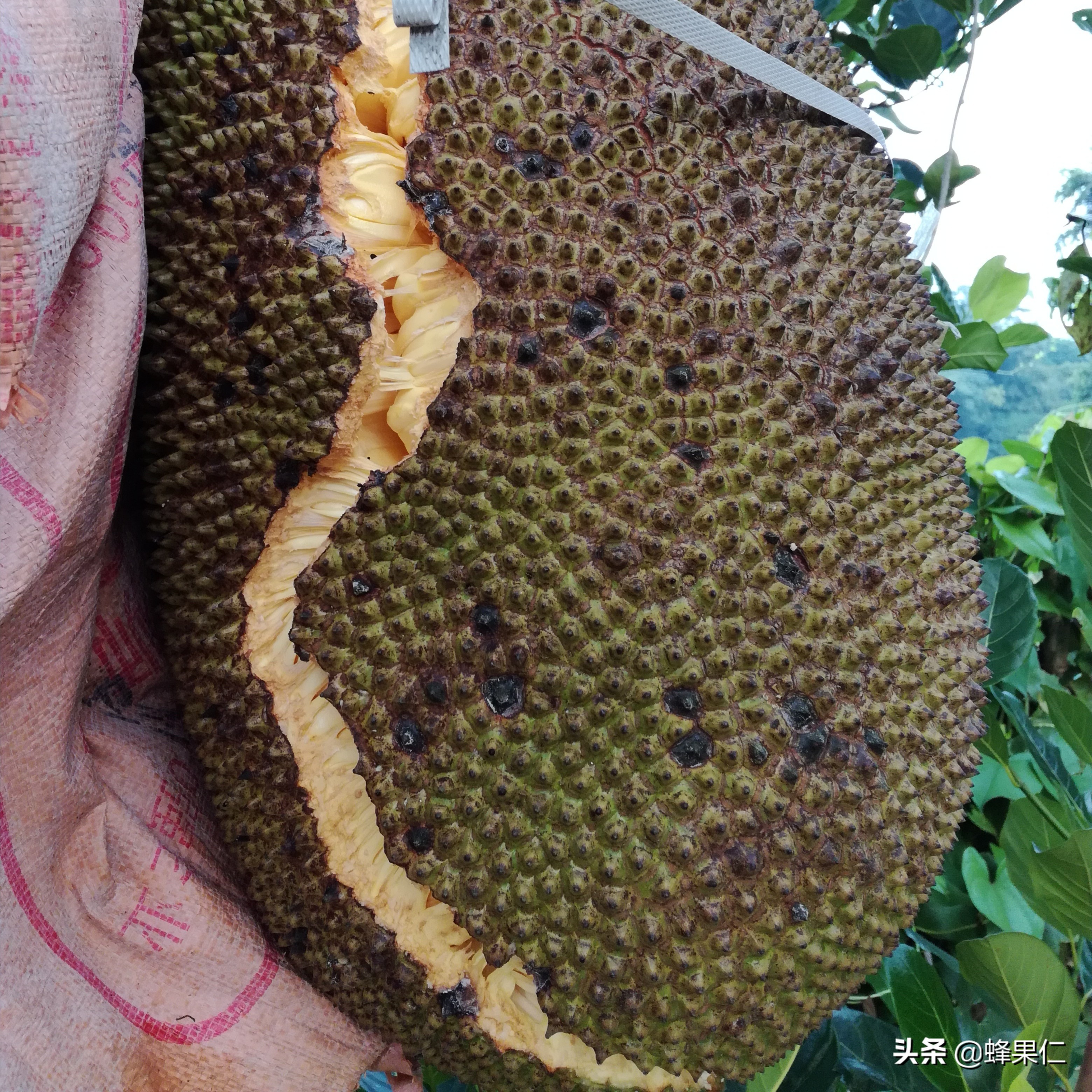 菠萝蜜小果老掉怎么办,菠萝蜜幼果脱落原因