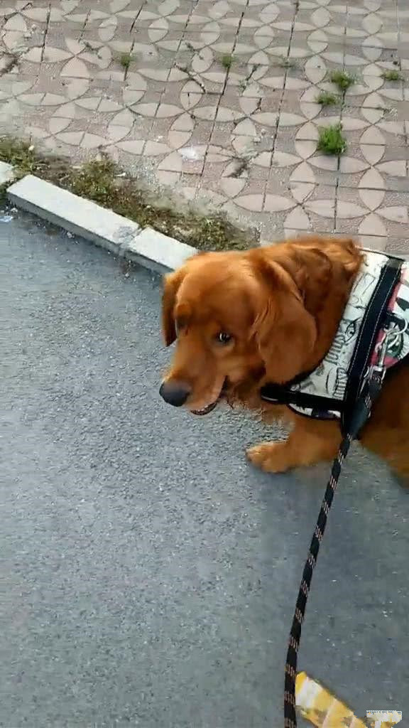 刚从水果店结完账，发现金毛嘴肿得老大，扒开一看：你也太会了吧