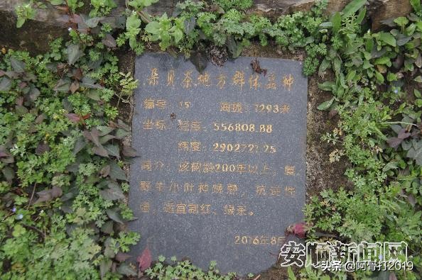 普定朵贝贡茶在哪个镇,普定朵贝贡茶专营店