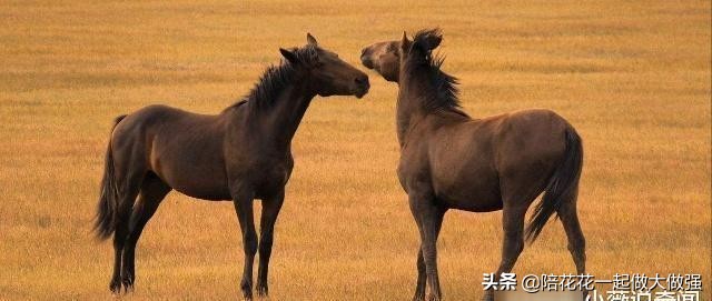 马和驴为什么不生小孩,为什么骡子没办法生育马和驴