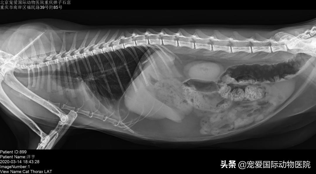 猫传腹治好了还会传染给其他猫吗,猫传腹打441见效后会一直变好吗