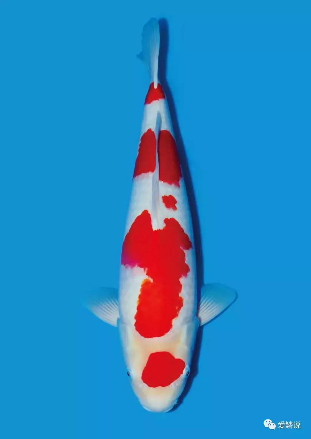 锦鲤喂食视频,锦鲤怎么能上手喂食