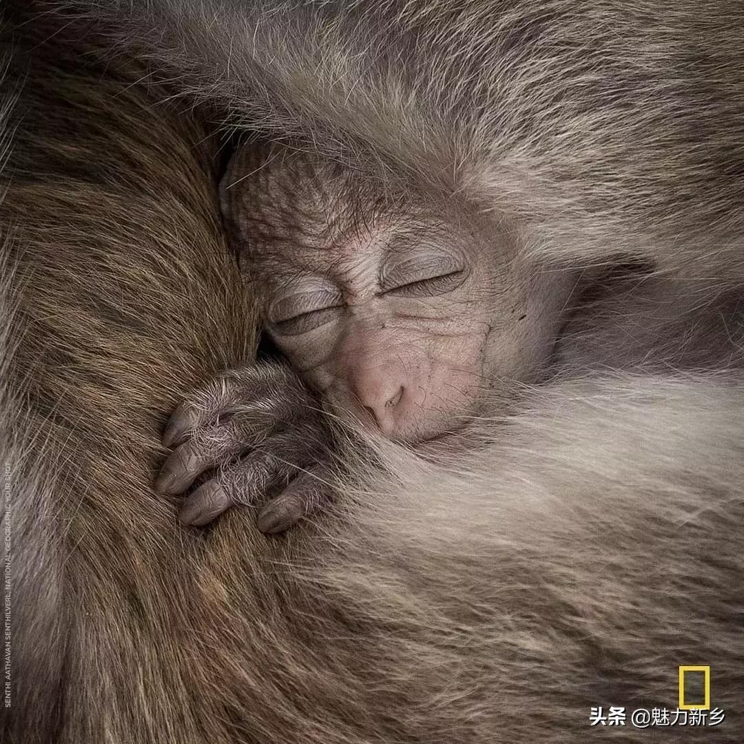 美国国家地理杂志2020摄影作品,美国国家地理杂志摄影展