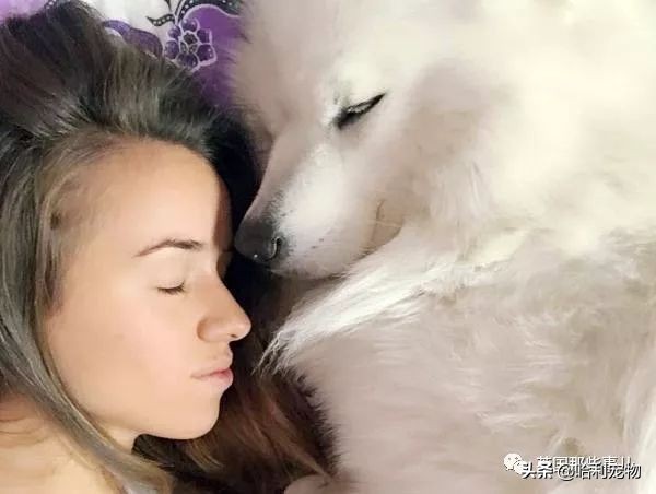 要狗看门？千万别选萨摩耶！这货除了笑不会干别的了