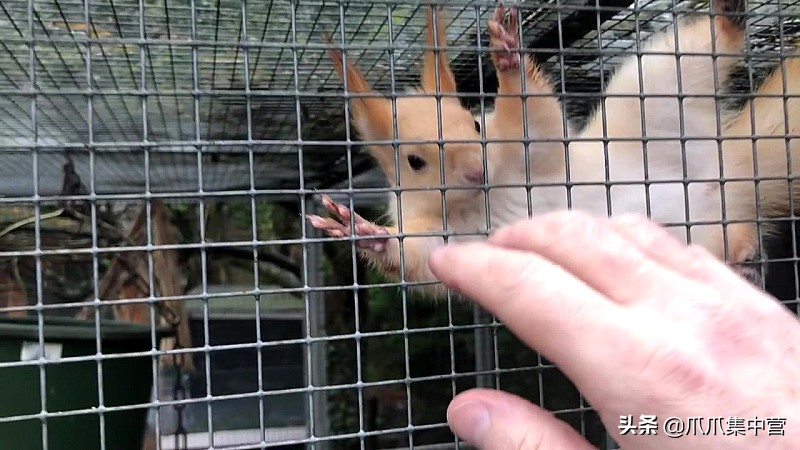 宠物松鼠当妈妈了，好心帮它清理小窝，它却把松鼠宝宝扔了？