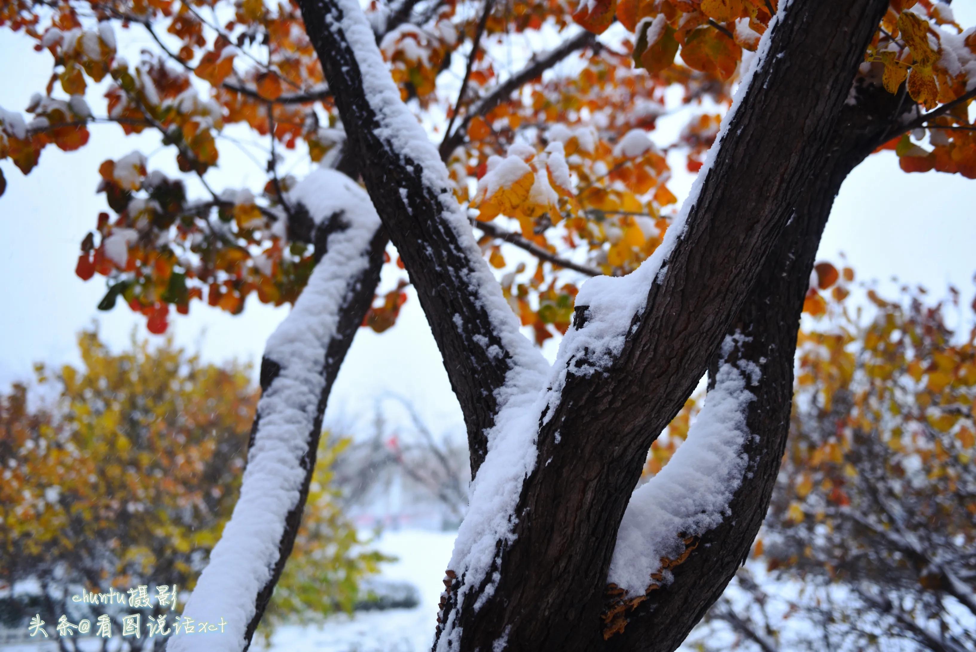 青龙下雪的情景,青龙县今天下雪了吗