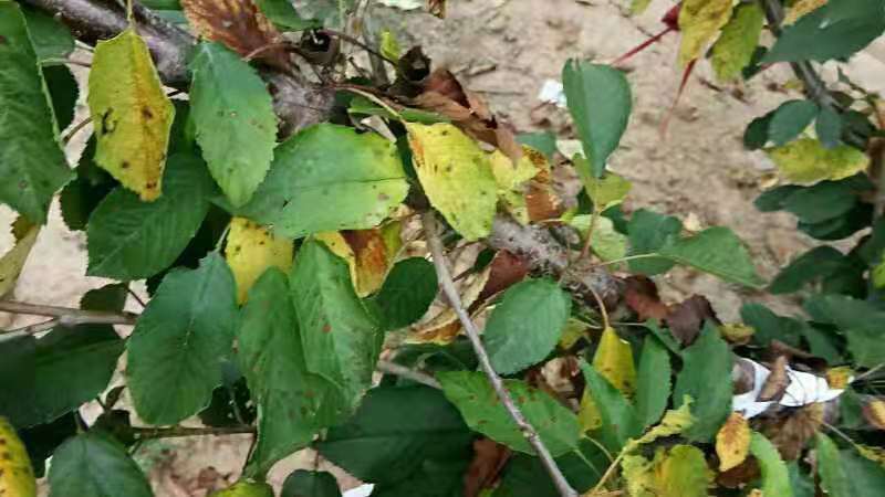 樱桃褐斑病怎么防治,综合管理预防樱桃褐斑病