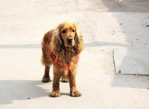 看起来很凶但很认主的狗狗,看起来像好人的狗狗