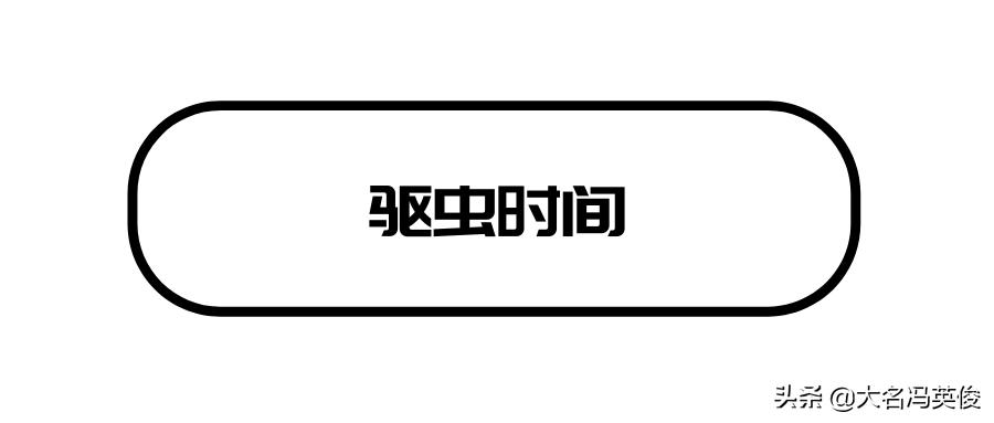 定期做驱虫就没必要担心,定时驱虫为什么还有跳蚤