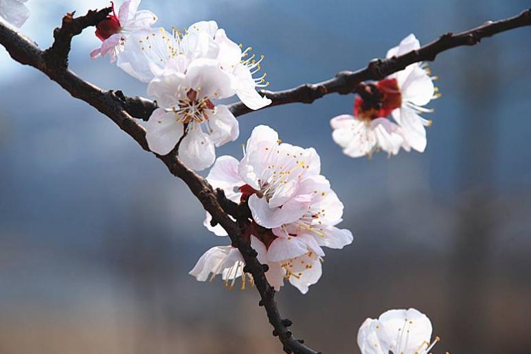 王安石写过哪些关于春天的诗,王安石描写春天的两字诗求回答