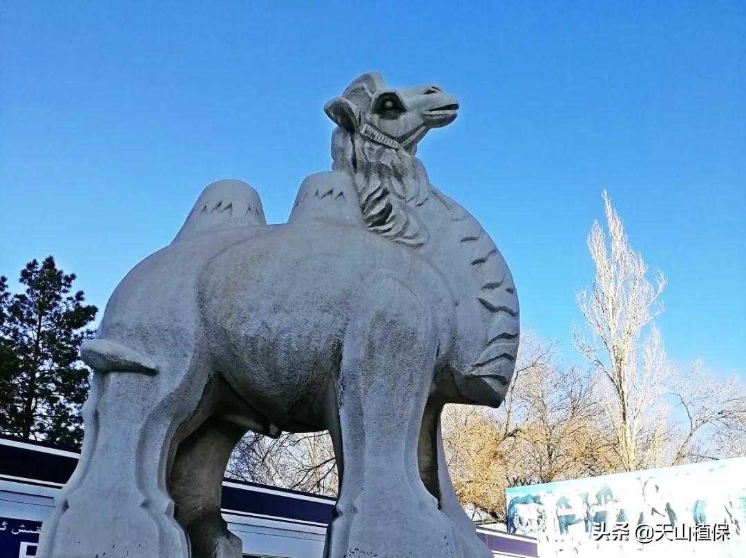 乌鲁木齐90后的南门回忆,乌鲁木齐人民公园记忆