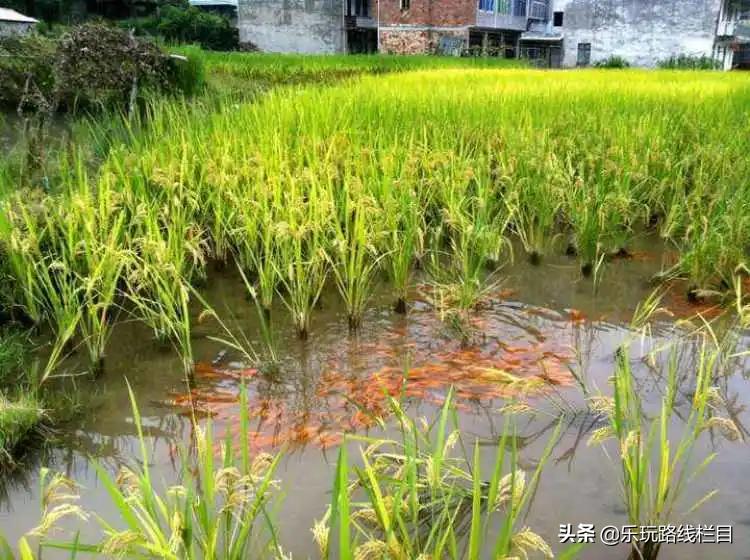 清明周末去哪玩？青田这个神仙山村必须打卡