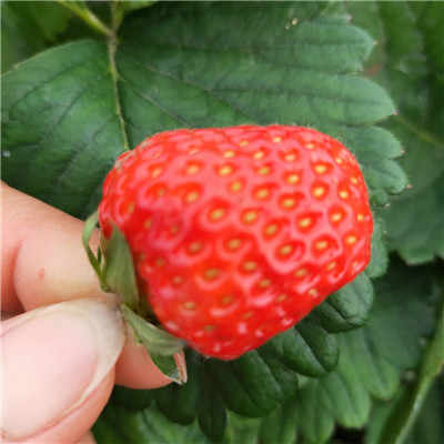 草莓界的白富美,草莓界里的白富美