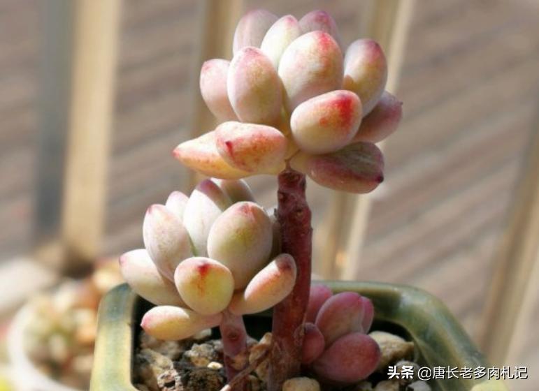 都说多肉漫画汤姆很娇气，我偏偏就不信，夏天也要丢在外面全露养