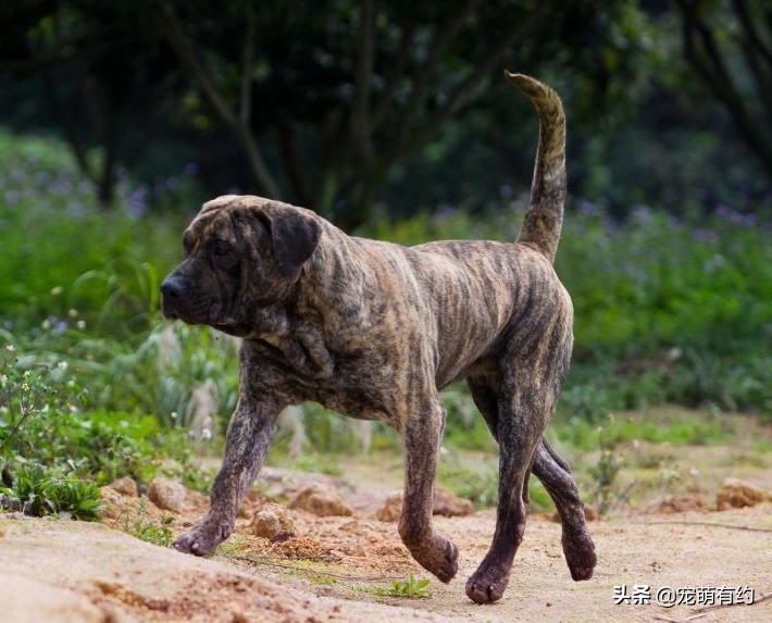 世界上最凶猛的，当仁不让的王者，是加纳利犬，还是那不勒斯獒犬