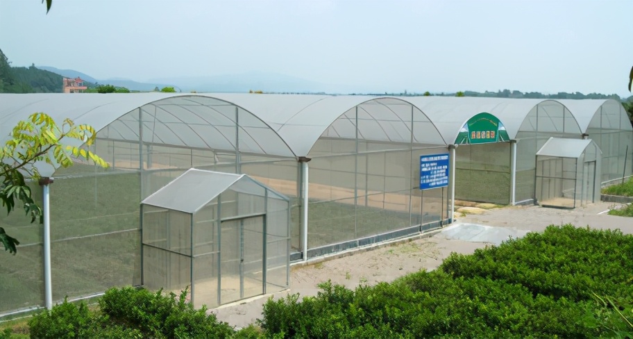 四会哪里有沙糖桔种植基地,四会桔子小镇沙糖桔