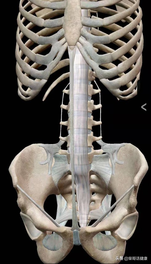 用3D来脊柱体表定位简单多了