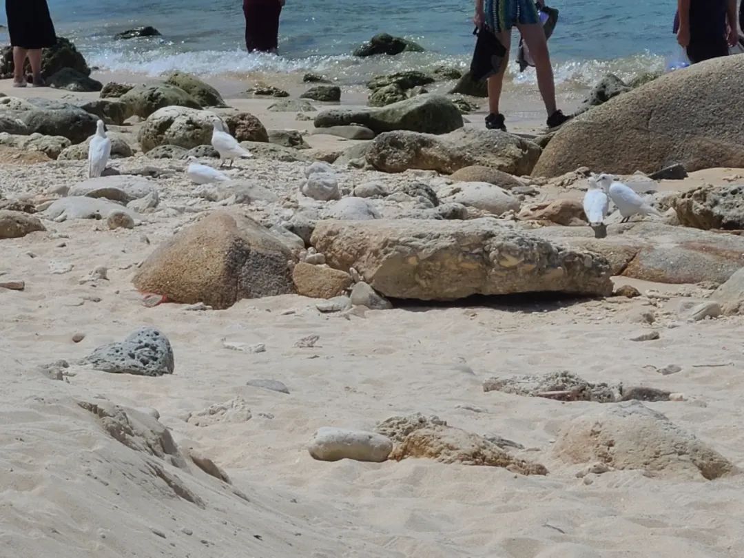 海南之行记录全集,海南之行的记录