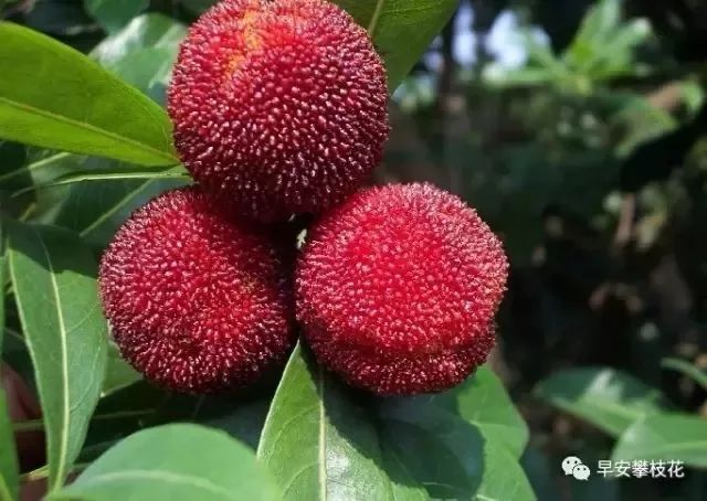 好吃的攀枝花当季新鲜水果 (攀枝花这两天特色水果)