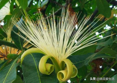 旺财旺家的3种花,5种花寓意好富贵养人