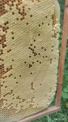 喂糖水蜜蜂不吃怎么回事,喂白糖水蜜蜂也不造脾怎么回事