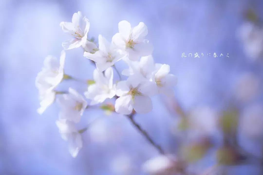 何必远赴日本！这个超级浪漫的赏樱地已花开成海，错过后悔一年