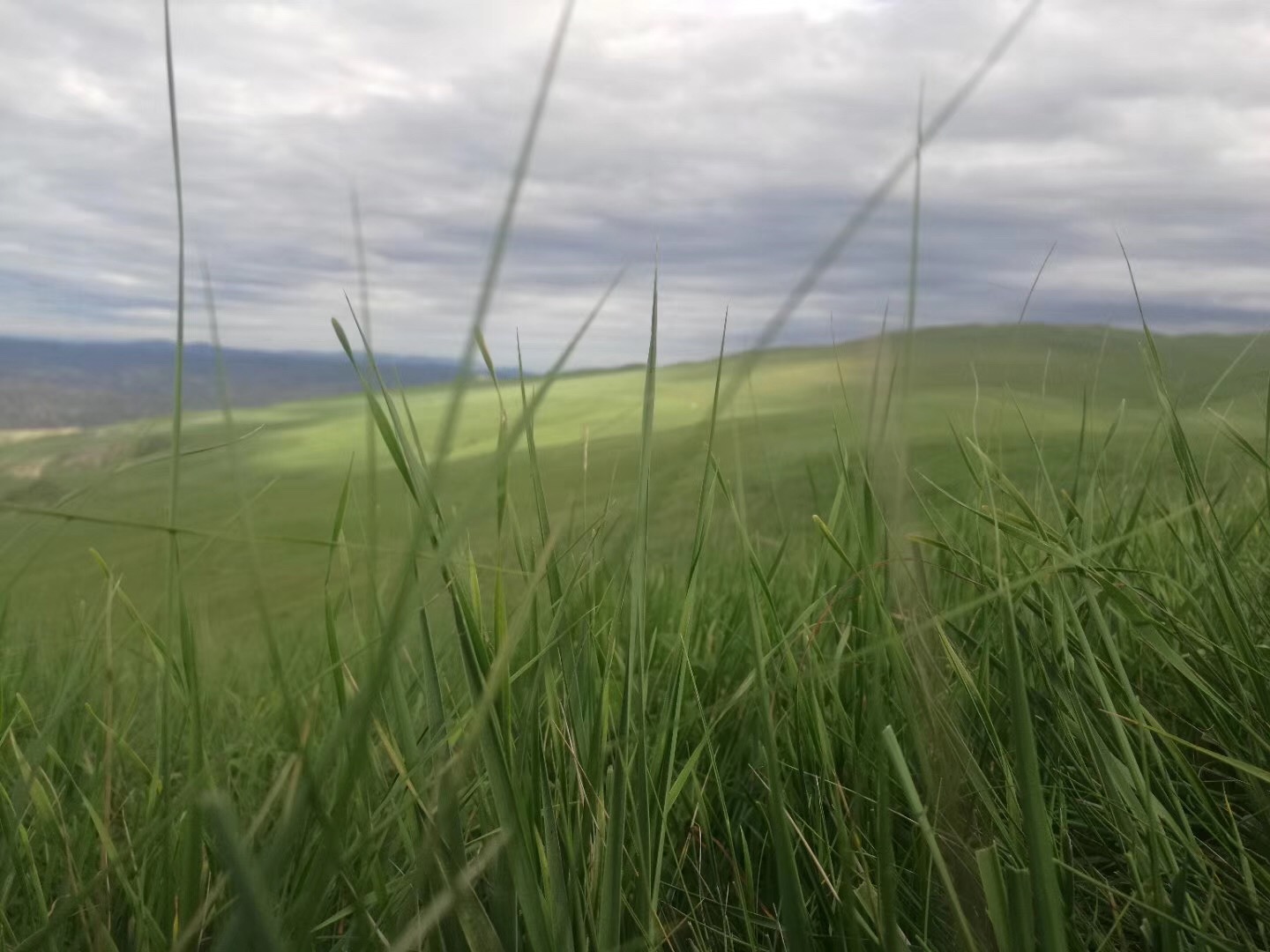 今天唐人介绍一下自己的家乡，包头市又名“鹿城”