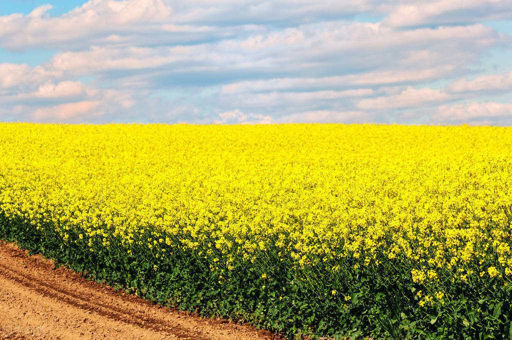 愚人节的愚人愚事,愚人节才发现最大的愚人是自己