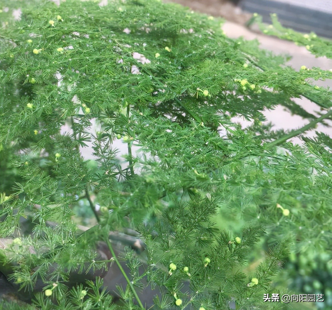 文竹不好养容易黄叶子,文竹不好养